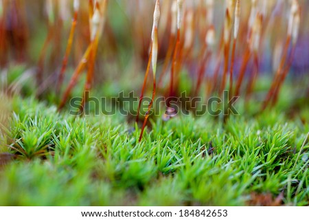 Macro close up of tiny green plant and plant stalks