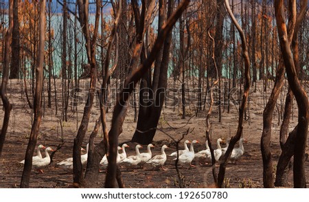 Flock of domesticated Geese wander through burnt out bushland after a bushfire