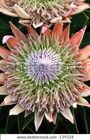 Protea flower national floral emblem of South Africa\
\
Family: Proteaceae\
\
Common name King Protea