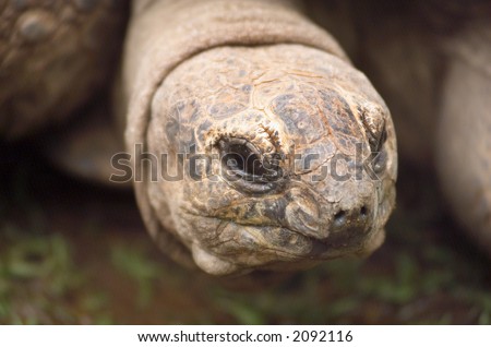 Close up detail of large very old Turtle