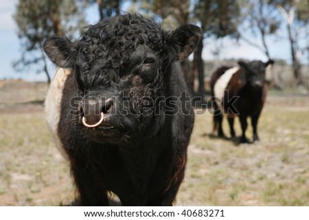 A Miniature Belted Galloway Bull in a paddock with a Miniature Belted ...