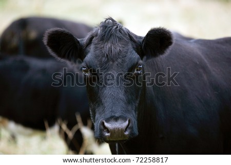 Close up views of cows in farm paddock