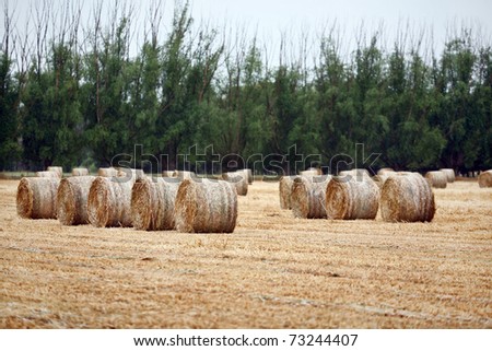 Round Bales of Hay sitting in a paddock with light misty rain falling