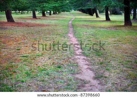 A track worn by foot traffic through a grove of trees in a parkland