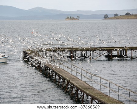 A very large flock of Seagulls on a jetty taking off and in flight