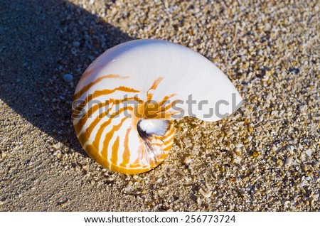 Large seashell washed up on the beach, Orpheus Island, Queensland