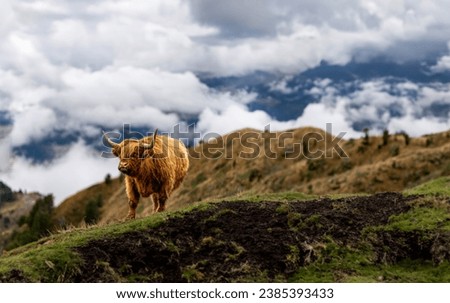 Similar – Image, Stock Photo Highland cow grazing in green grassland at foot of mountain