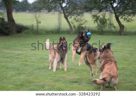 Three dogs playing and catching ball in grass
