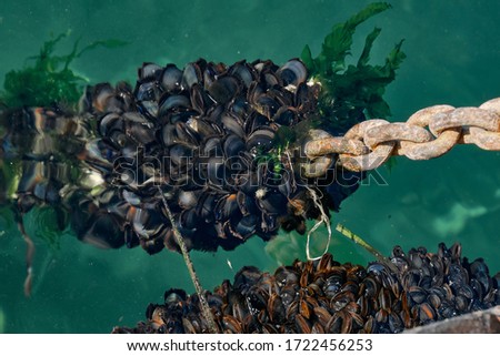 Foto Bild Jede Menge Muscheln an der Küste Portugals