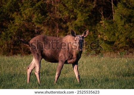 Similar – Image, Stock Photo The moose is fine