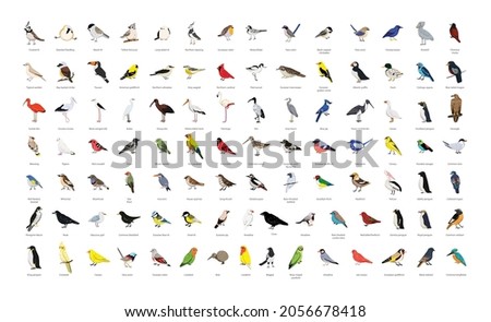 Similar – Image, Stock Photo Terns and pelicans birds