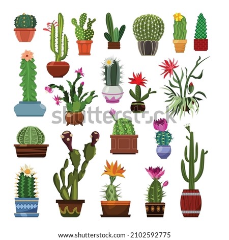 Collection of detailed cacti isolated on white background.