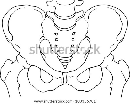 Pelvis Bones Stock Vector Illustration 100356701 : Shutterstock