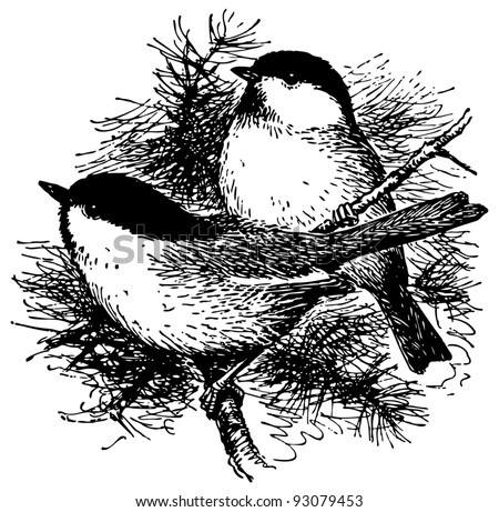 Bird Black-Capped Chickadee Stock Vector Illustration 93079453 ...