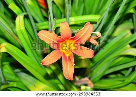 Orange garden flower closeup