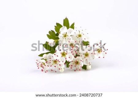 Similar – Image, Stock Photo Bush hawthorn with flowers and buds