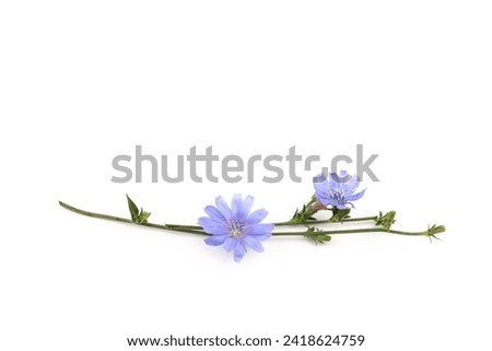 Similar – Image, Stock Photo Common chicory in bloom closeup view with blurred background