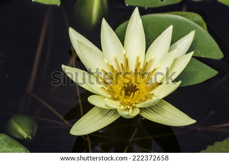 lotus/water lily/ water lily known by numerous common names including Indian lotus, sacred lotus, or simply lotus, is one of two species of aquatic plant.