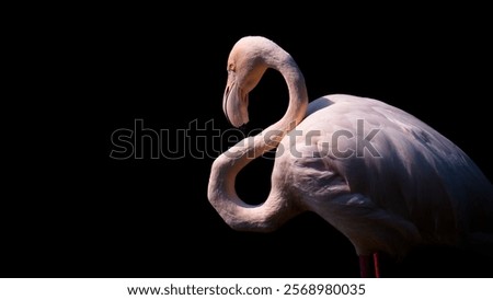 Similar – Foto Bild Vogel Close Up Profil Silhouette Schwarz und Weiß auf Pole und Draht