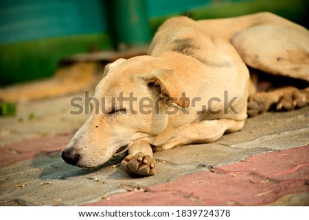 Close-up of friendly Labrador dog seeping in park outdoor Stok fotoğraf © 