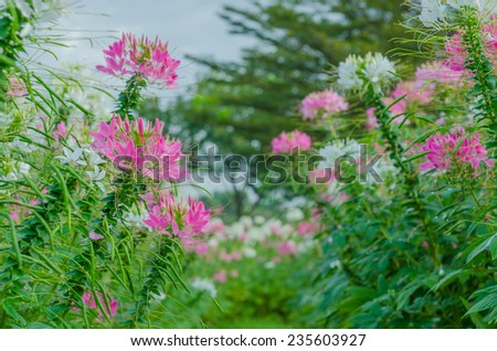Pink And White Spider flower(Cleome hassleriana) in the garden