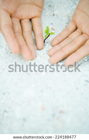 Cupped hands next to seedling growing in sand, cropped view