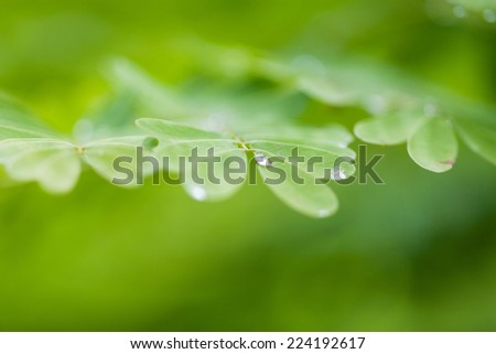 Dew drops on leaves, extreme close-up