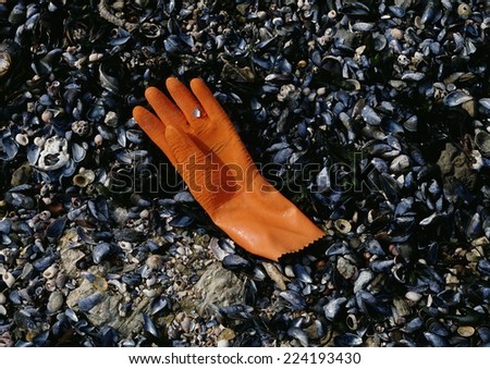 Rubber glove discarded on shell covered beach