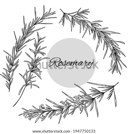 Set of rosemary illustration, hand drawn herbs, plants, rosemary branch