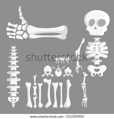 Set Of Cartoon Human Bones, Skeleton Parts Stock Vector Illustration ...