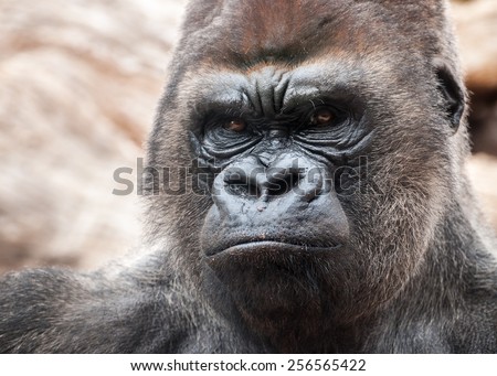 Gorilla side portrait