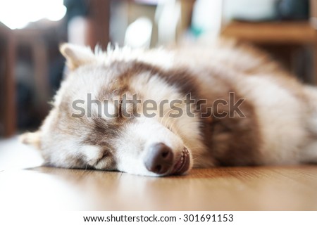 Beautiful Siberian Husky Dog Sleeping on the  wooden floor. Wolf