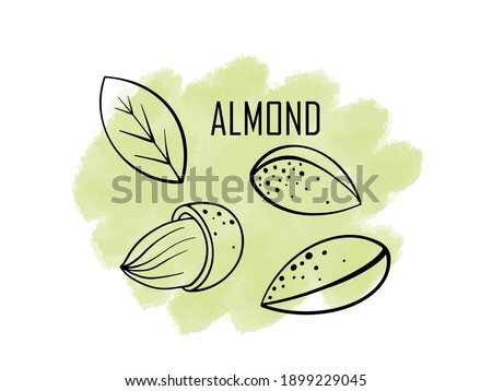 Almond nut, vector cartoon illustration. beautiful nuts, fresh nuts, hazelnuts, a handful of nuts, nut-in-shell almonds in the shell, shelled almonds, fresh almonds. Can be used for cafe, menu, shop