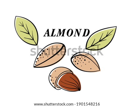 Almond nut, vector cartoon illustration. beautiful nuts, fresh nuts, hazelnuts, a handful of nuts, nut-in-shell almonds in the shell, shelled almonds, fresh almonds. Can be used for cafe, menu