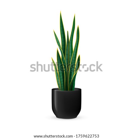 Snake plant vector illustration. Sansevieria plant on a black ceramic plant pot. Popular houseplant also called as mother-in-law’s tongue. Dracaena trifasciata. 3D looking scalable vector design.
