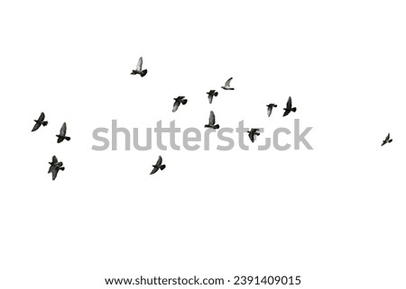 Similar – Image, Stock Photo the Birds Sky