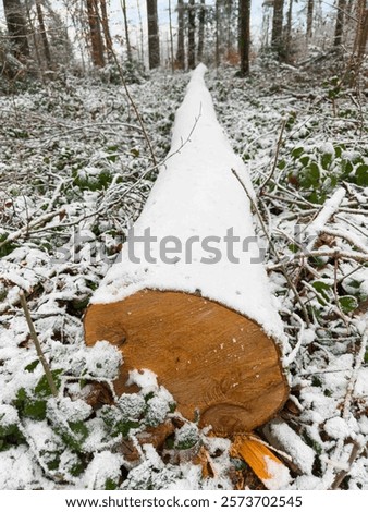 Similar – Foto Bild Liegende Baumstämme ruhig