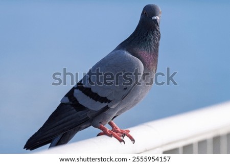 Similar – Image, Stock Photo Brooklyn Backyard