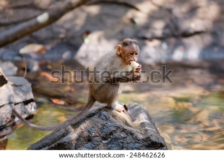 Monkey sitting on a stone in the Indian forest and eats banana