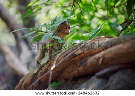 Little monkey sitting under the leaves of Indian forests