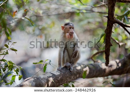 Monkey sitting on the branches of Indian forests and eats bananas
