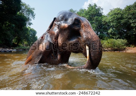 Unusual perspective of the Indian elephant which bathes in the river