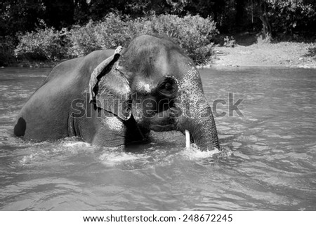 Black and white photo of an elephant taken from an unusual angle, from bottom to top. Unusual perspective of the Indian elephant which bathes in the river