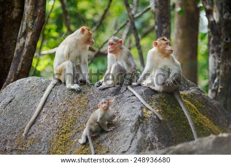 Family of four monkeys sitting on a large stone in the Indian forest