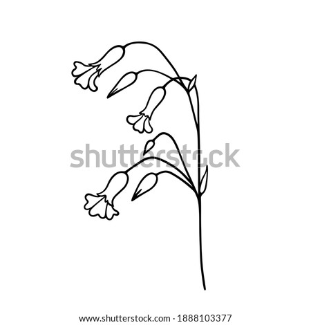 Wildflower. Field plant with flowers and buds. Contour. Isolated element on a white background. Silene. 