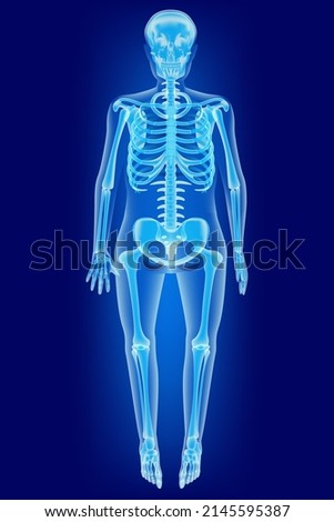 Human skeleton in full growth standing, on a blue background. Bones with neon glow. Futuristic drawing .Vector illustration