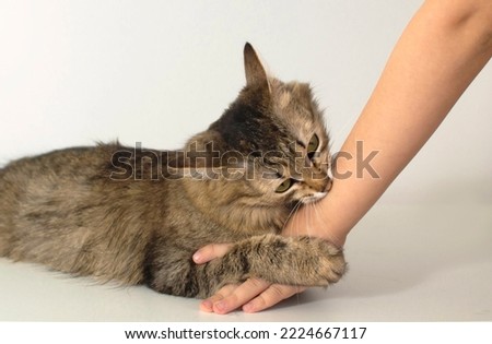 Similar – Image, Stock Photo Aggressive cat playing with a feather toy