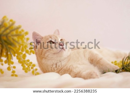 Similar – Image, Stock Photo Cat in a flower meadow