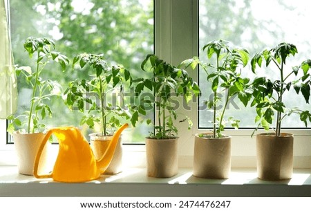 Similar – Image, Stock Photo New tomato plant in a vegetable garden