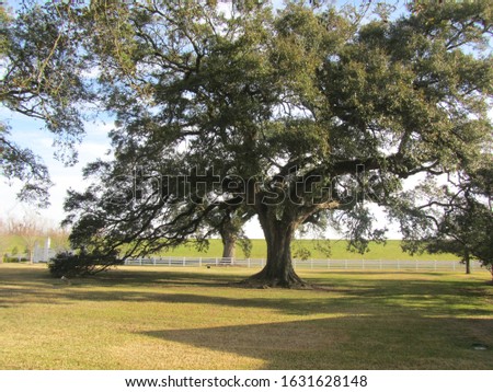 Similar – Image, Stock Photo The tree in the autumn dress in front of the facade of marble